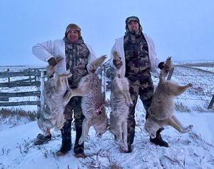 Coyote Hunts